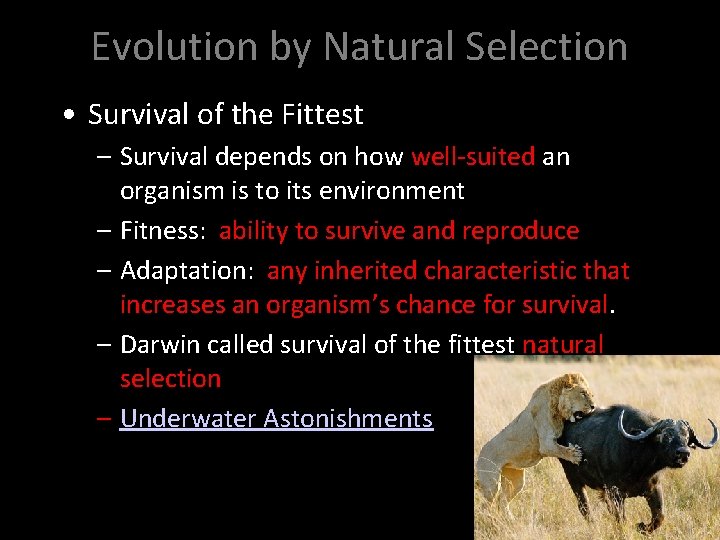 Evolution by Natural Selection • Survival of the Fittest – Survival depends on how