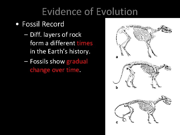 Evidence of Evolution • Fossil Record – Diff. layers of rock form a different