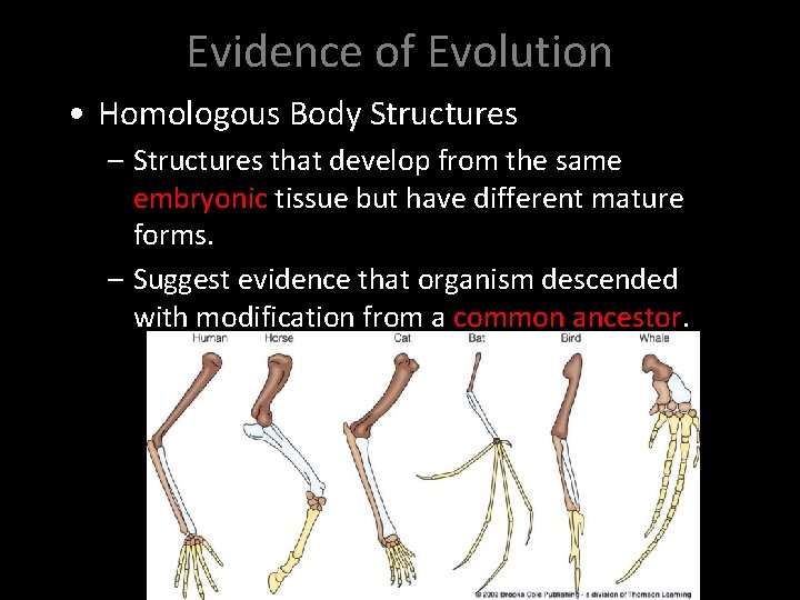 Evidence of Evolution • Homologous Body Structures – Structures that develop from the same