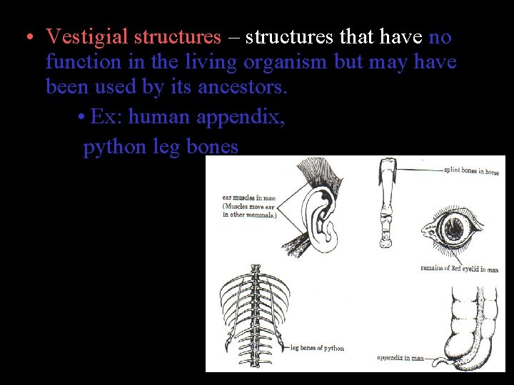  • Vestigial structures – structures that have no function in the living organism