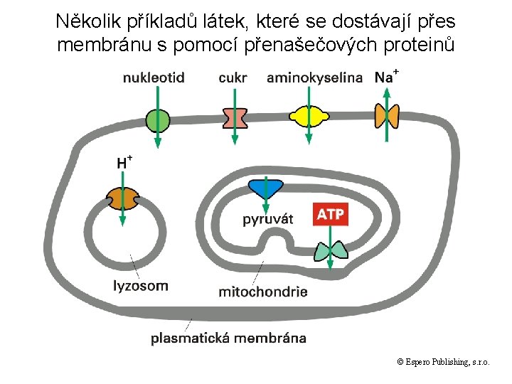 Několik příkladů látek, které se dostávají přes membránu s pomocí přenašečových proteinů © Espero