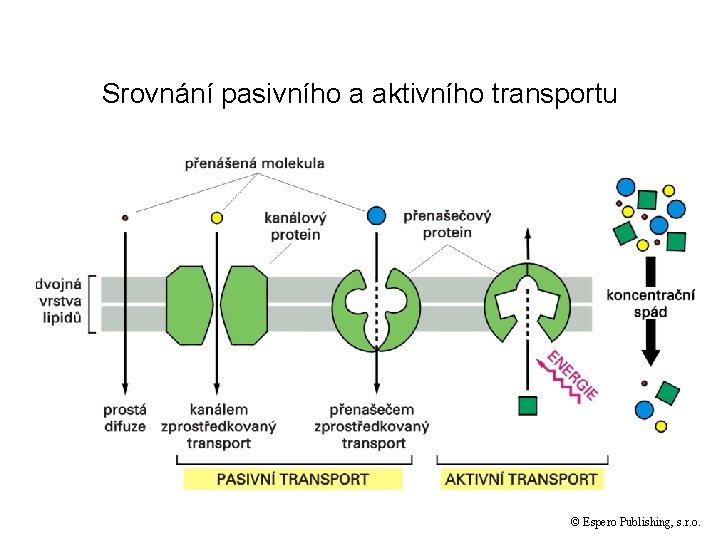 Srovnání pasivního a aktivního transportu © Espero Publishing, s. r. o. 