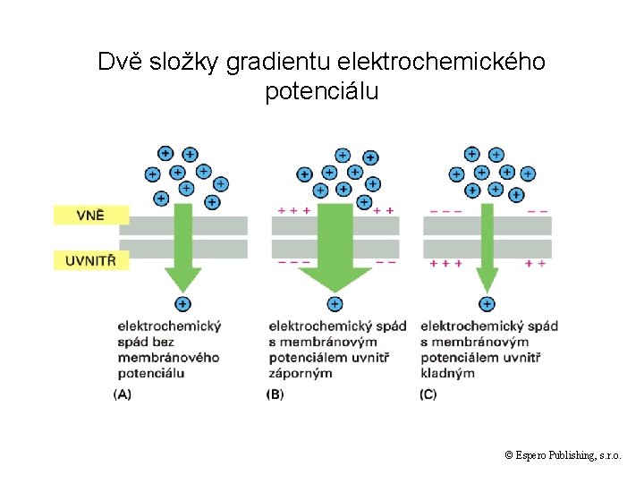Dvě složky gradientu elektrochemického potenciálu © Espero Publishing, s. r. o. 