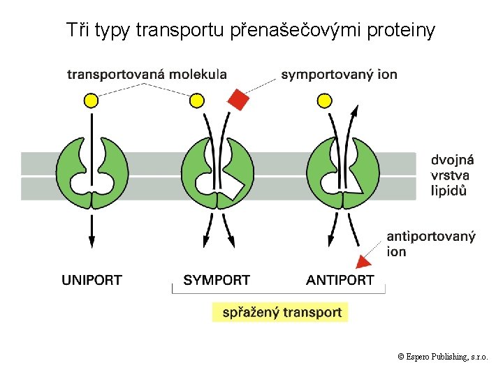 Tři typy transportu přenašečovými proteiny © Espero Publishing, s. r. o. 