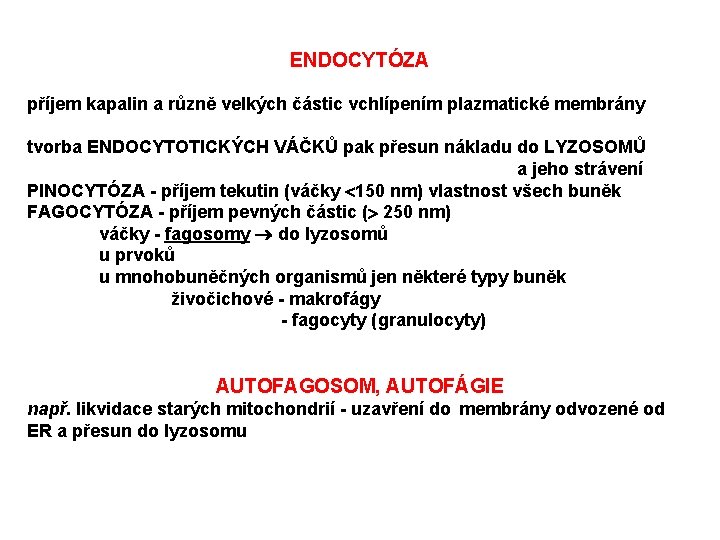 ENDOCYTÓZA příjem kapalin a různě velkých částic vchlípením plazmatické membrány tvorba ENDOCYTOTICKÝCH VÁČKŮ pak