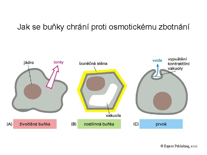 Jak se buňky chrání proti osmotickému zbotnání © Espero Publishing, s. r. o. 