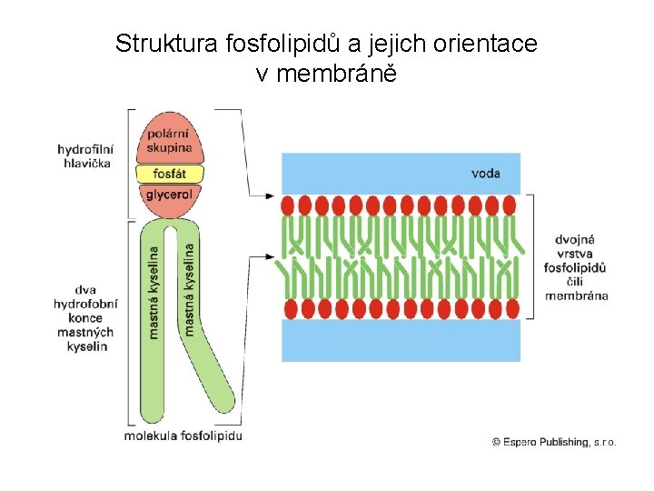 Struktura fosfolipidů a jejich orientace v membráně 