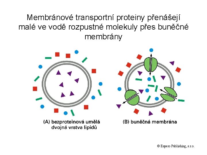 Membránové transportní proteiny přenášejí malé ve vodě rozpustné molekuly přes buněčné membrány © Espero