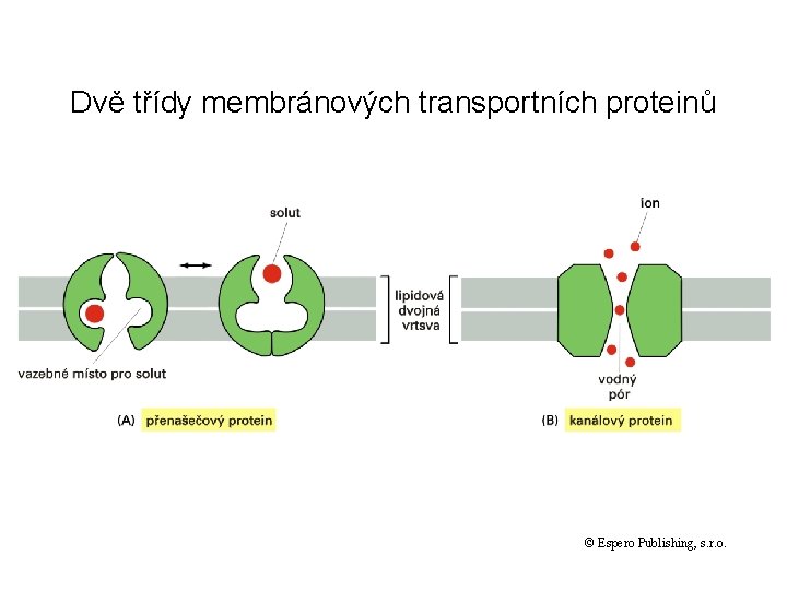 Dvě třídy membránových transportních proteinů © Espero Publishing, s. r. o. 