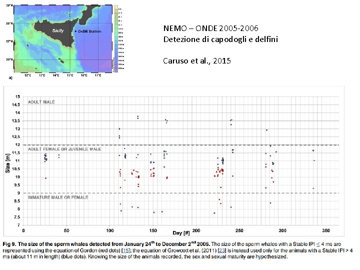 NEMO – ONDE 2005 -2006 Detezione di capodogli e delfini Caruso et al. ,