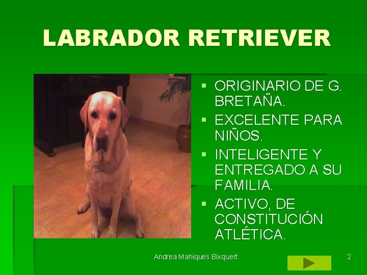 LABRADOR RETRIEVER § ORIGINARIO DE G. BRETAÑA. § EXCELENTE PARA NIÑOS. § INTELIGENTE Y