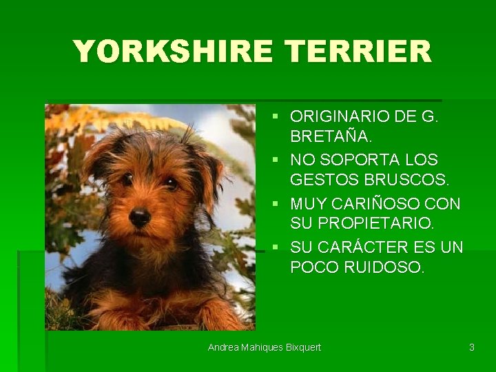 YORKSHIRE TERRIER § ORIGINARIO DE G. BRETAÑA. § NO SOPORTA LOS GESTOS BRUSCOS. §