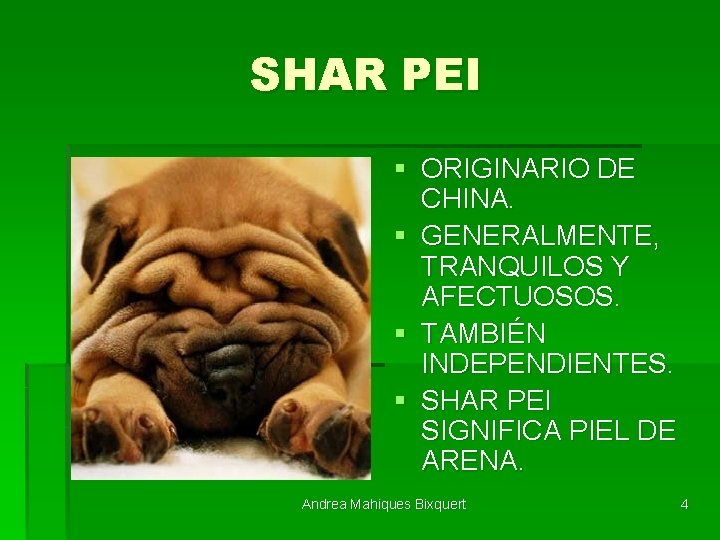 SHAR PEI § ORIGINARIO DE CHINA. § GENERALMENTE, TRANQUILOS Y AFECTUOSOS. § TAMBIÉN INDEPENDIENTES.
