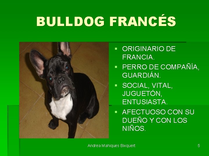 BULLDOG FRANCÉS § ORIGINARIO DE FRANCIA. § PERRO DE COMPAÑÍA, GUARDIÁN. § SOCIAL, VITAL,