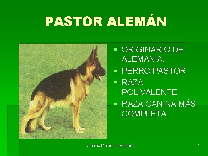PASTOR ALEMÁN § ORIGINARIO DE ALEMANIA. § PERRO PASTOR. § RAZA POLIVALENTE. § RAZA