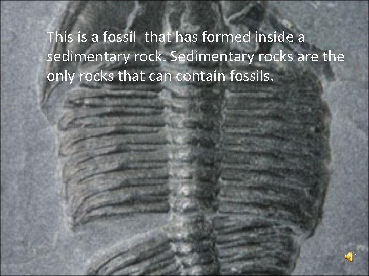 This is a fossil that has formed inside a sedimentary rock. Sedimentary rocks are