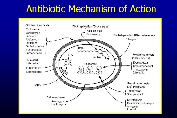 Antibiotic Mechanism of Action Linezolid Daptomycin 