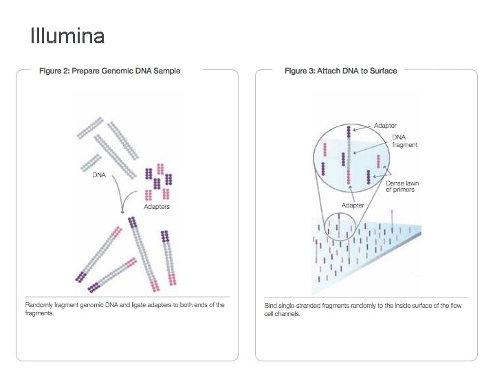 Illumina 