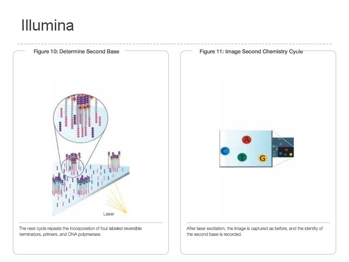 Illumina 