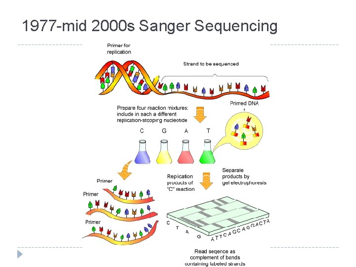 1977 -mid 2000 s Sanger Sequencing 