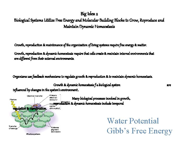 Big Idea 2 Biological Systems Utilize Free Energy and Molecular Building Blocks to Grow,