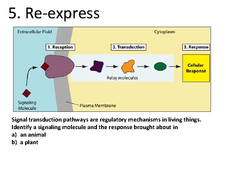 5. Re-express Signal transduction pathways are regulatory mechanisms in living things. Identify a signaling