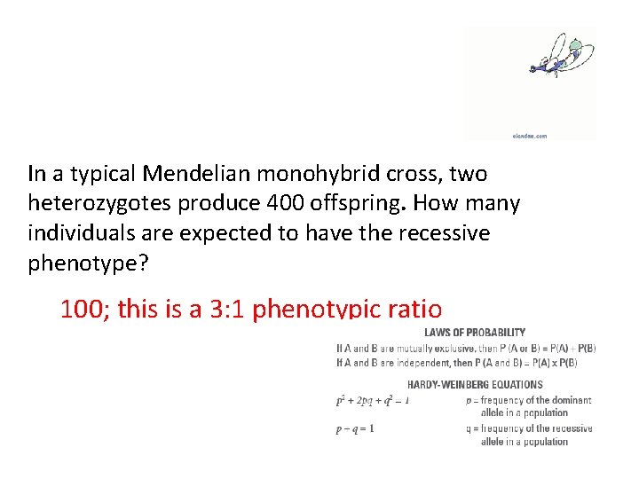In a typical Mendelian monohybrid cross, two heterozygotes produce 400 offspring. How many individuals