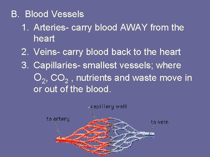 B. Blood Vessels 1. Arteries- carry blood AWAY from the heart 2. Veins- carry