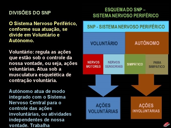 DIVISÕES DO SNP O Sistema Nervoso Periférico, conforme sua atuação, se divide em Voluntário