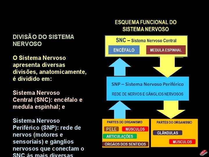 DIVISÃO DO SISTEMA NERVOSO O Sistema Nervoso apresenta diversas divisões, anatomicamente, é dividido em: