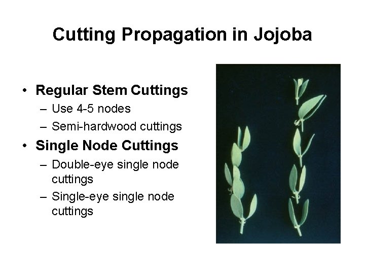 Cutting Propagation in Jojoba • Regular Stem Cuttings – Use 4 -5 nodes –
