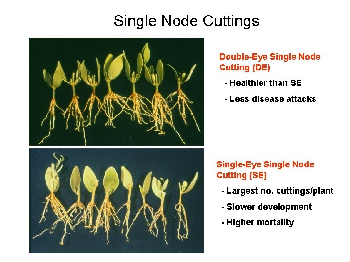 Single Node Cuttings Double-Eye Single Node Cutting (DE) - Healthier than SE - Less