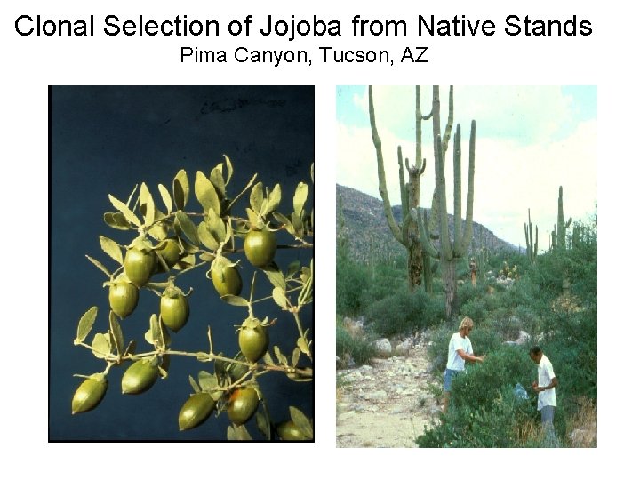 Clonal Selection of Jojoba from Native Stands Pima Canyon, Tucson, AZ 