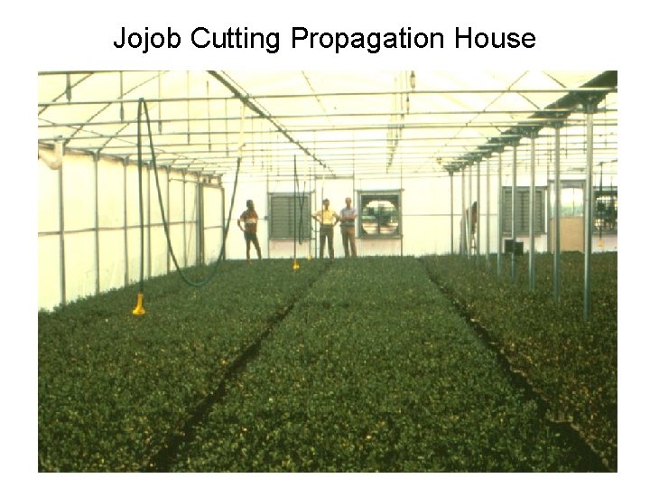 Jojob Cutting Propagation House 