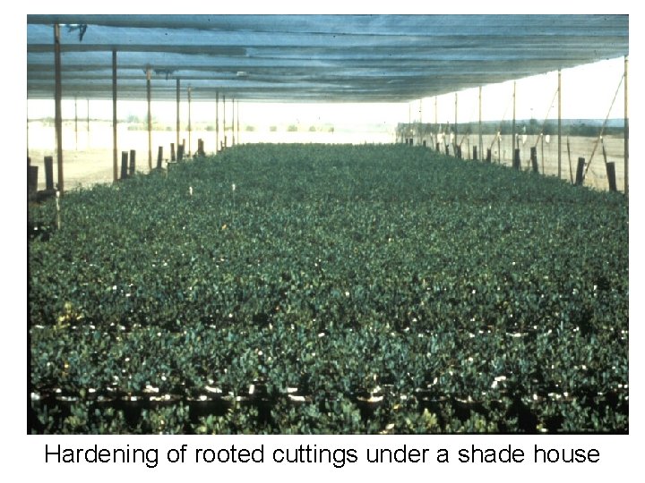 Hardening of rooted cuttings under a shade house 