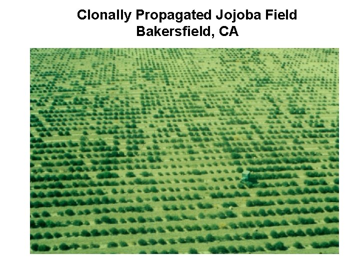 Clonally Propagated Jojoba Field Bakersfield, CA 