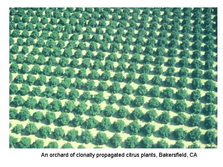 An orchard of clonally propagated citrus plants, Bakersfield, CA 