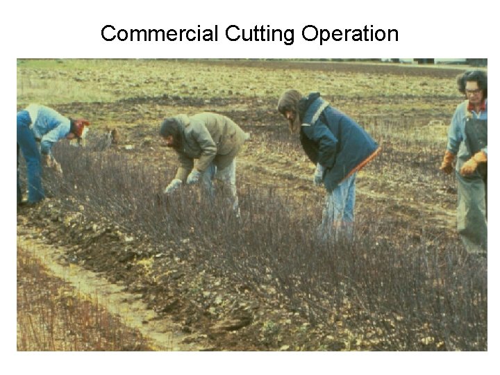 Commercial Cutting Operation 
