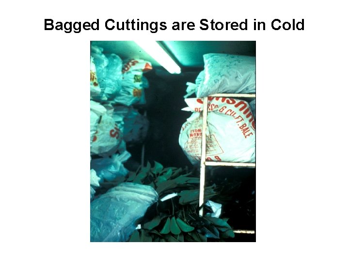 Bagged Cuttings are Stored in Cold 