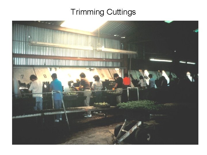 Trimming Cuttings 
