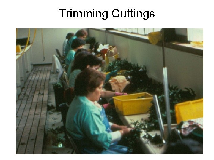 Trimming Cuttings 