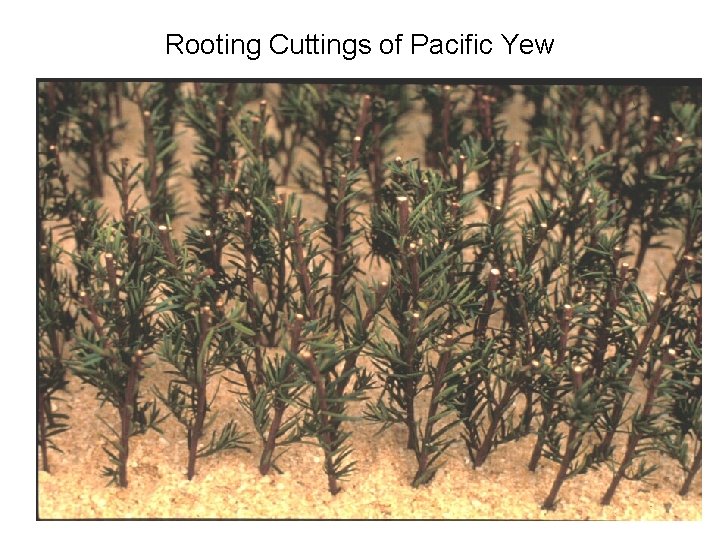 Rooting Cuttings of Pacific Yew 