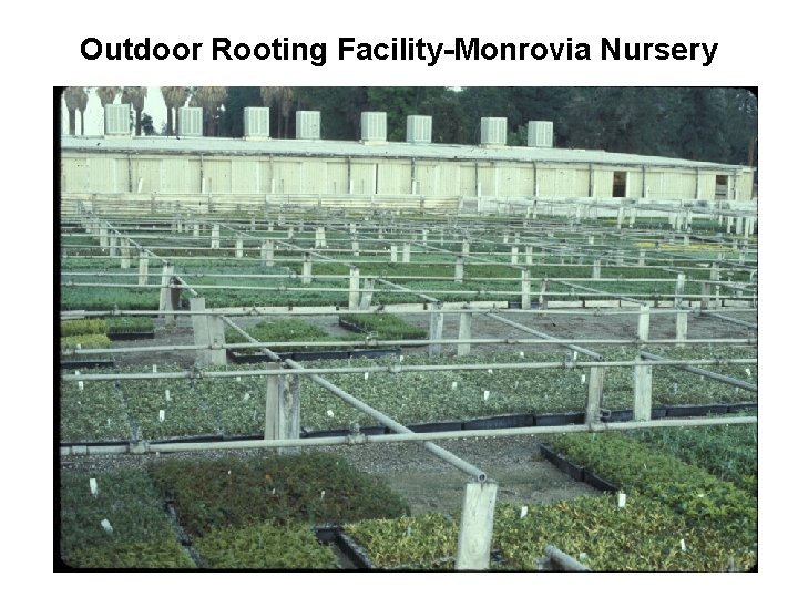 Outdoor Rooting Facility-Monrovia Nursery 