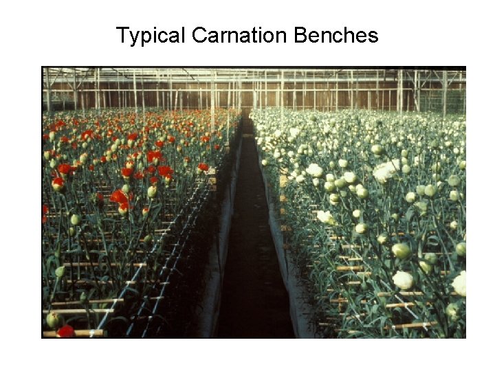 Typical Carnation Benches 