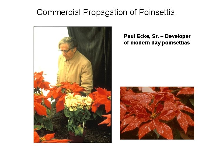 Commercial Propagation of Poinsettia Paul Ecke, Sr. – Developer of modern day poinsettias 