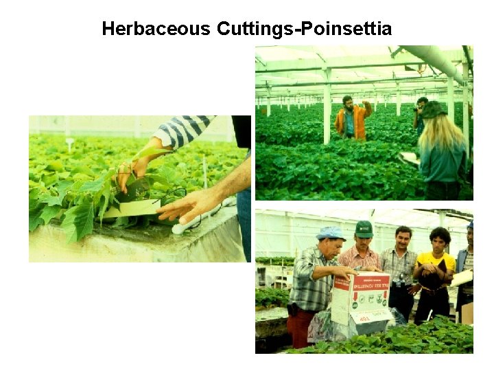 Herbaceous Cuttings-Poinsettia 