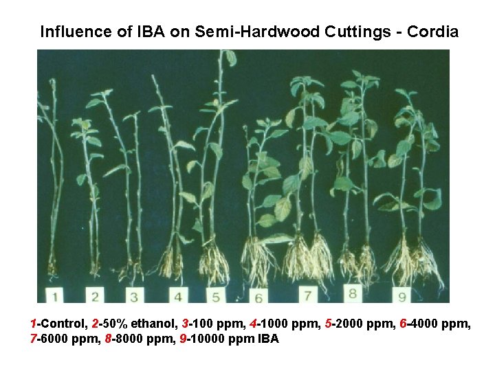 Influence of IBA on Semi-Hardwood Cuttings - Cordia 1 -Control, 2 -50% ethanol, 3