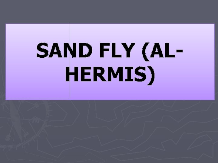 SAND FLY (ALHERMIS) 