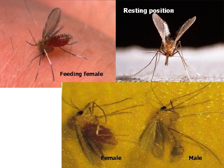 Resting position Feeding female Female Male 
