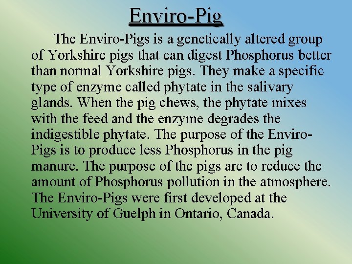 Enviro-Pig The Enviro-Pigs is a genetically altered group of Yorkshire pigs that can digest